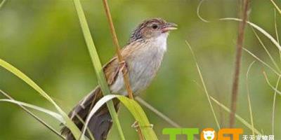 香港發現瀕危鳥種“大草鶯”