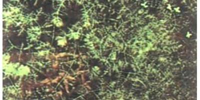 水草品種—大狸藻