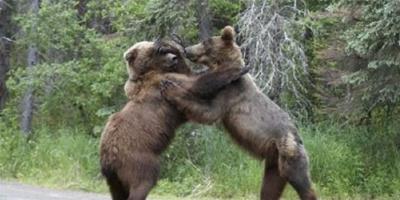 兩棕熊為爭食物“PK”互毆