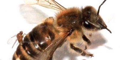 美國西部4周出現 “僵屍蜜蜂”正向其它州蔓延