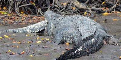 澳大利亞5米巨鱷吞食3米同類令人驚訝