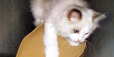 買一塊貓咪喜歡的抓板來訓練它磨爪