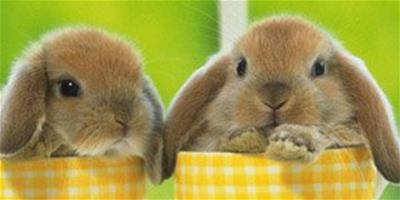 教你如何預防和處理寵物兔兔鼻炎