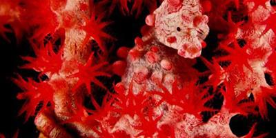 水下攝影大賽展示神奇海底動物