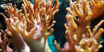 水族箱中的珊瑚是怎麼繁殖的？