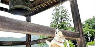 廣島的虔誠柯基犬，5年來每天去寺廟撞鐘