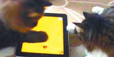 兩隻貓咪爭搶玩iPad