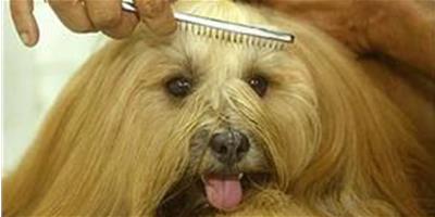 給寵物狗梳理毛髮應該注意什麼