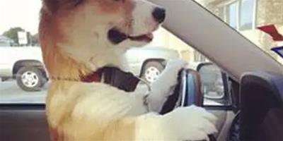 當柯基犬學開車的時候，我已經先笑噴了！