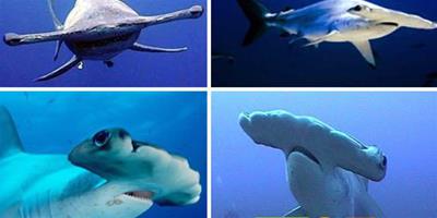 錘頭鯊擁有360度視野