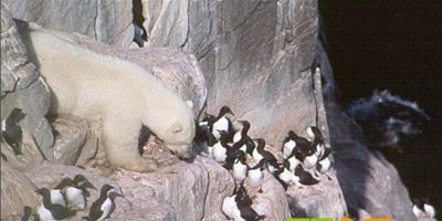 北極熊攀懸崖 捕食海鳩和鳥蛋