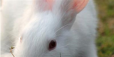 正確飼養用具可減少兔生病