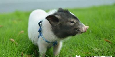 如何養小香豬 想要養好小香豬的六個方面