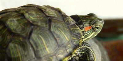 巴西龜的生存環境