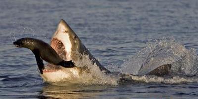 海豹鯊口脫險驚險瞬間