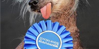 美國加州舉行第21屆世界最醜狗比賽