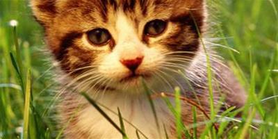 貓能吃米嗎 請選購合適的貓糧給貓咪吃