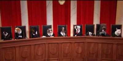 美節目製作視頻將狗狗變身大法官
