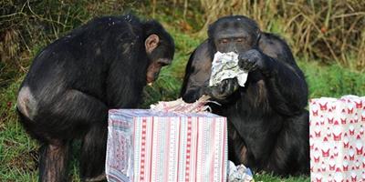 大猩猩們的聖誕禮物