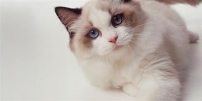 寵物布偶貓的身體描述更好辨認小布偶