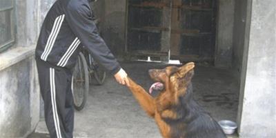 【方法步驟】怎麼訓練狗狗握手？