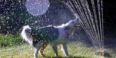 寵物趣圖：狗狗和草坪噴頭大戰
