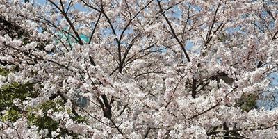 東京櫻花的品種簡介