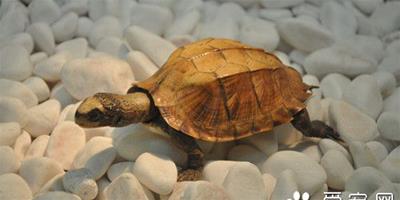 烏龜白眼病症狀 烏龜白眼病發病及防治的方法