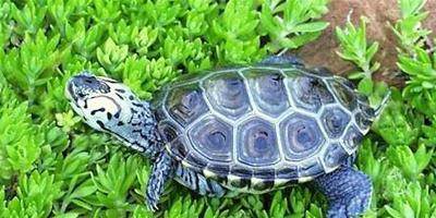鑽紋龜