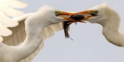 匈牙利白鷺為奪食上演空中大戰