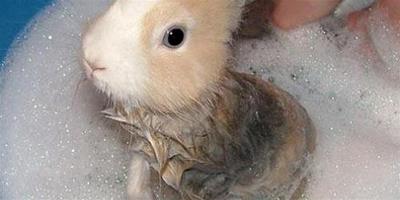 給寵物兔洗澡的誤區