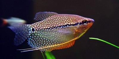熱帶魚如何換水 熱帶魚換水需注意的事項