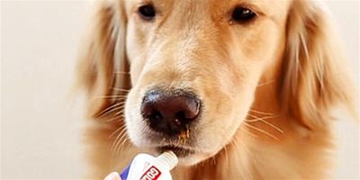 狗狗營養膏餵養的幾個注意事項