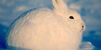 怎樣幫助兔子過冬