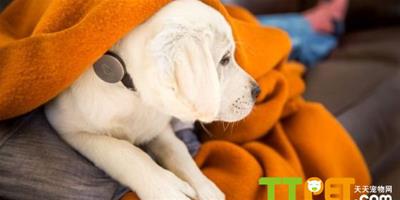 狗狗穿戴設備“Whistle”：收集寵物健康資料