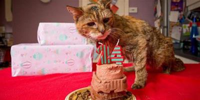 英國24歲寵物貓相當人類114歲獲封世界最老