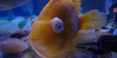 如何治療熱帶魚的蒙眼病