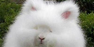 寵物兔便秘的原因有哪些