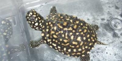 斑點池龜的飼養