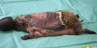 英刺蝟遭酸燒傷，動物醫院助其長新刺