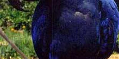 藍翅金剛鸚鵡