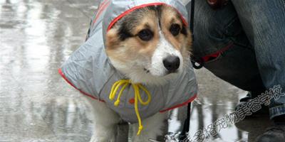 雨季——你和狗狗準備好了嗎？