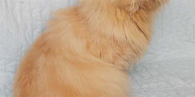 加菲貓的原型——異國短毛貓