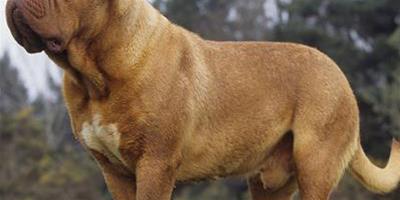 波爾多犬的形態特徵 該犬皮毛短而柔軟