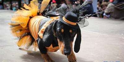 俄羅斯聖彼德堡臘腸犬“盛裝”遊行萌翻人