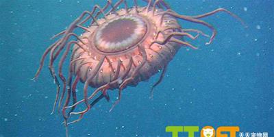 海底生物大普查 水母似UFO
