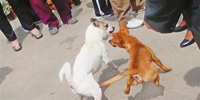 薩爾圖區一女子給狗“拉架”被咬傷
