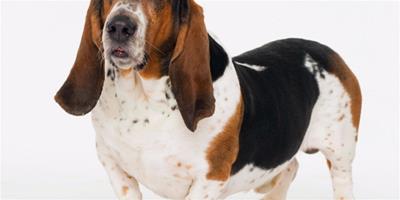 寵物健康：狗狗消瘦的原因及應對方法