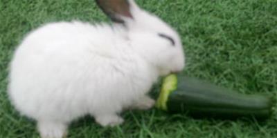 兔子吃香蕉嗎 提供無限量的禾科乾草