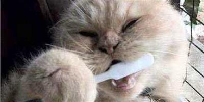 定期給貓咪刷牙
